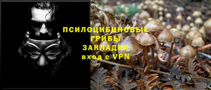 Галлюциногенные грибы MAGIC MUSHROOMS  mega вход  Ардатов 